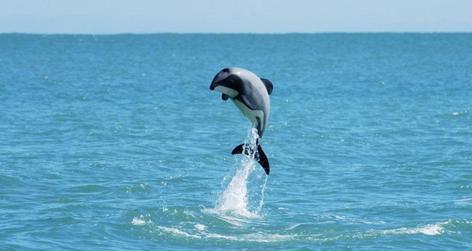 Dolphin Swim