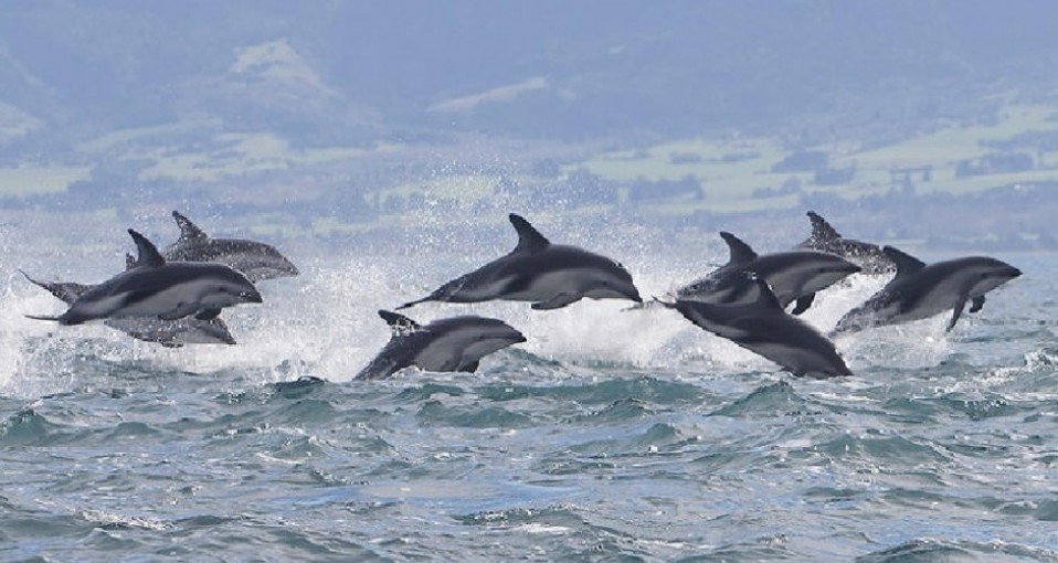 swim with dolphins everything new zealand