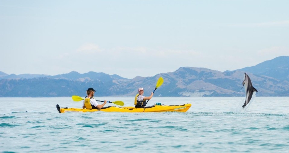 kayak tours kaikoura