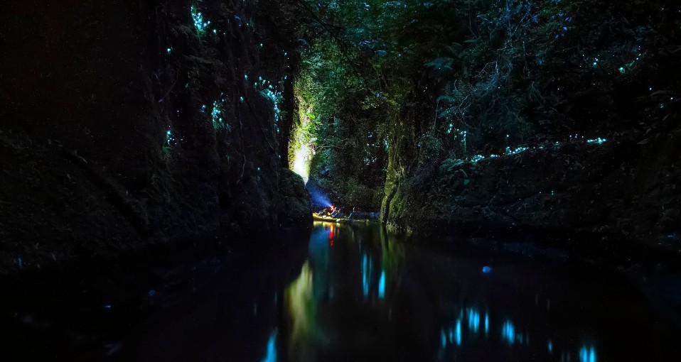 Glow Worm Tours