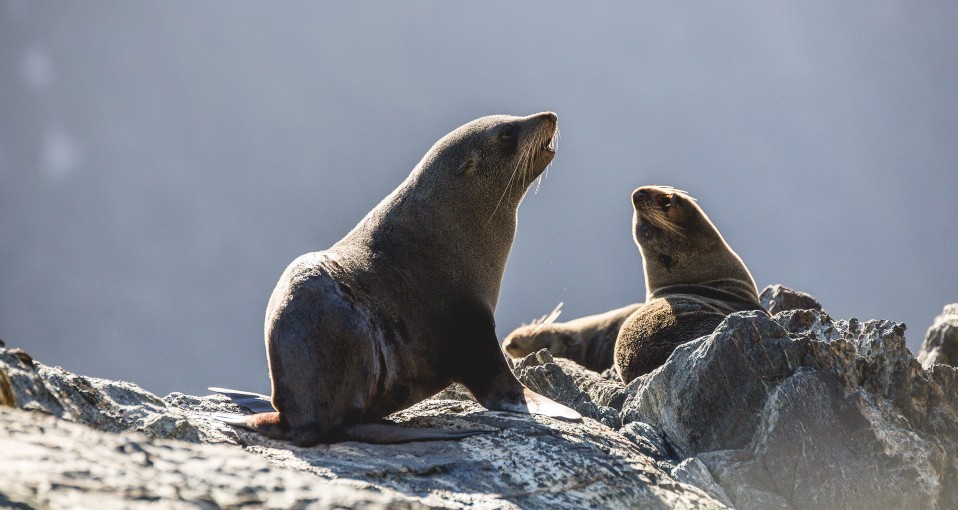 Wildlife Tours